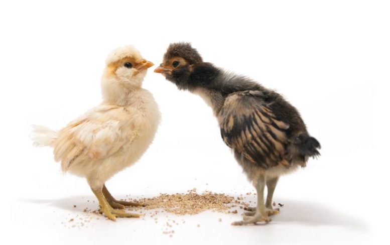 two chicks facing each other