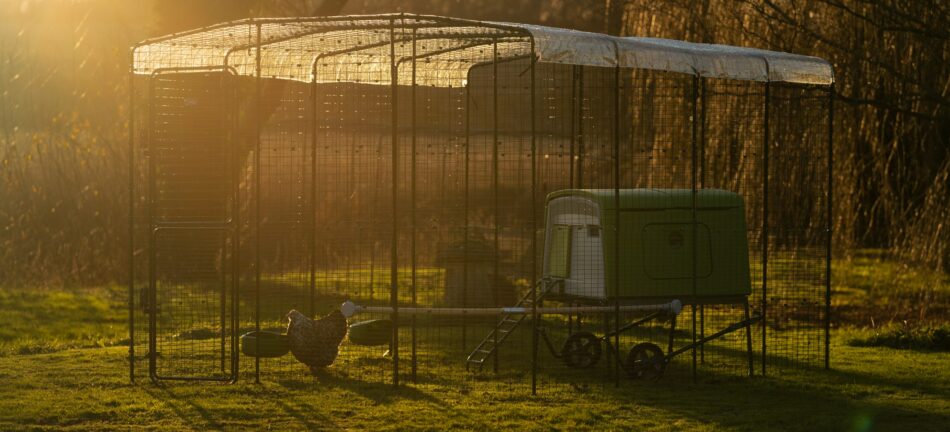 Sun setting on Omlet's Walk in Chicken Run with Omlet Eglu Cube chicken coop