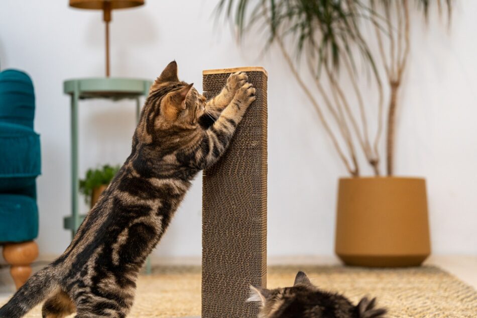 Two cats using the Omlet Stak cat scratcher