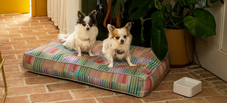 Två små hundar på Omlets kuddsäng med Pawsteps Electric-mönster