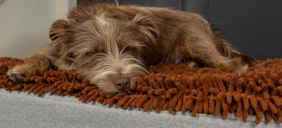 Brun hund sover på Omlet Topology-hundeseng med brun mikrofiber-topmadras