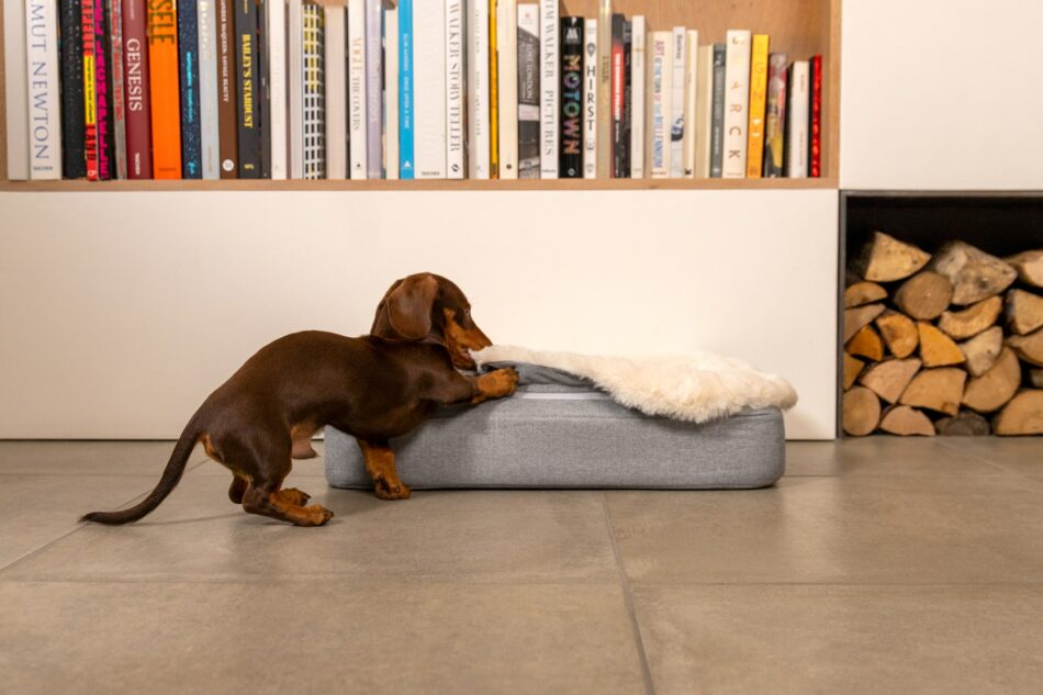 Dachshund moving on to their Sheepskin topper on the Omlet Topology dog bed