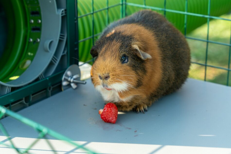 Guinea pig eating a treat on Omlet's guinea pig Platforms