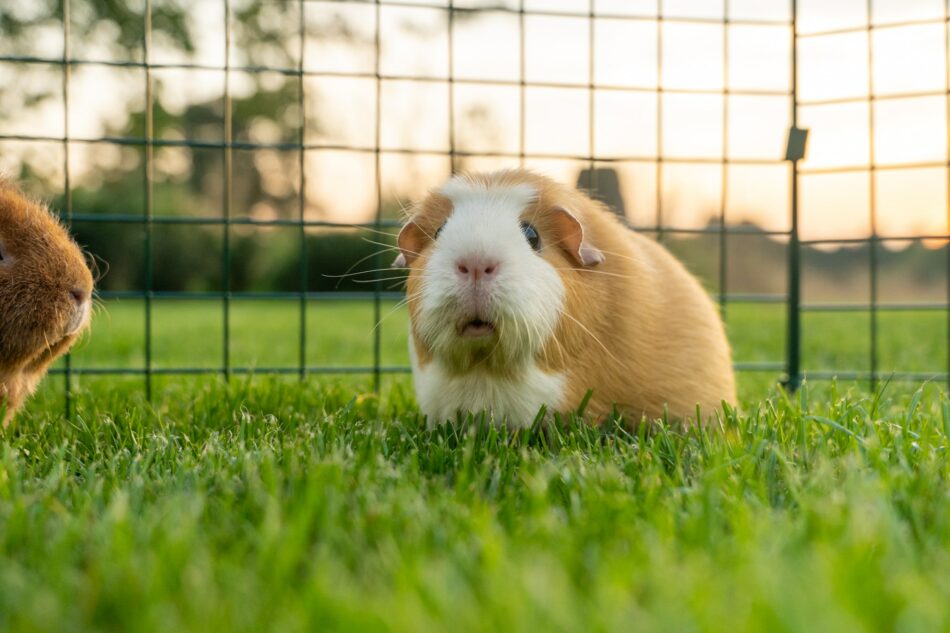 Guinea pig in Omlet Outdoor Guinea Pig Run