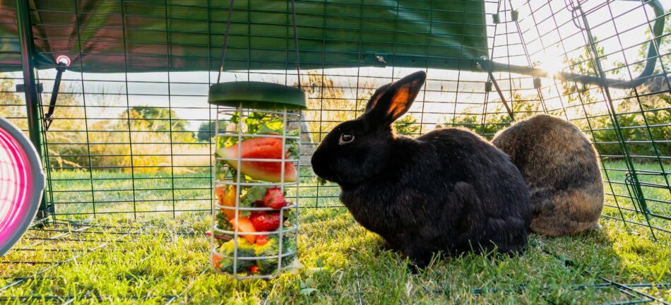 Rabbit outside eating fruit from their Omlet Caddi rabbit treat holder