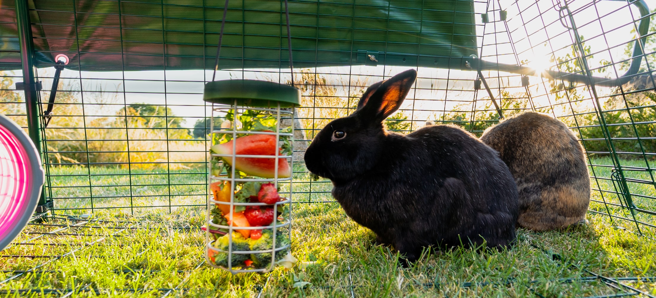 https://blog.omlet.us/wp-content/uploads/sites/6/2023/09/Rabbit-outside-eating-fruit-from-their-Omlet-Caddi-rabbit-treat-holder.jpg