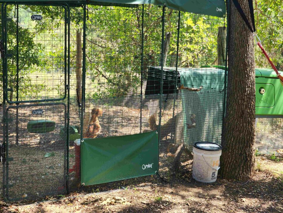Alyssa's existing setup with her fully-grown flock