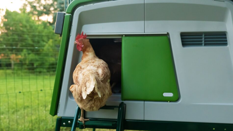 Brown chicken walking into their Omlet Eglu Cube Chicken Coop via the Autodoor