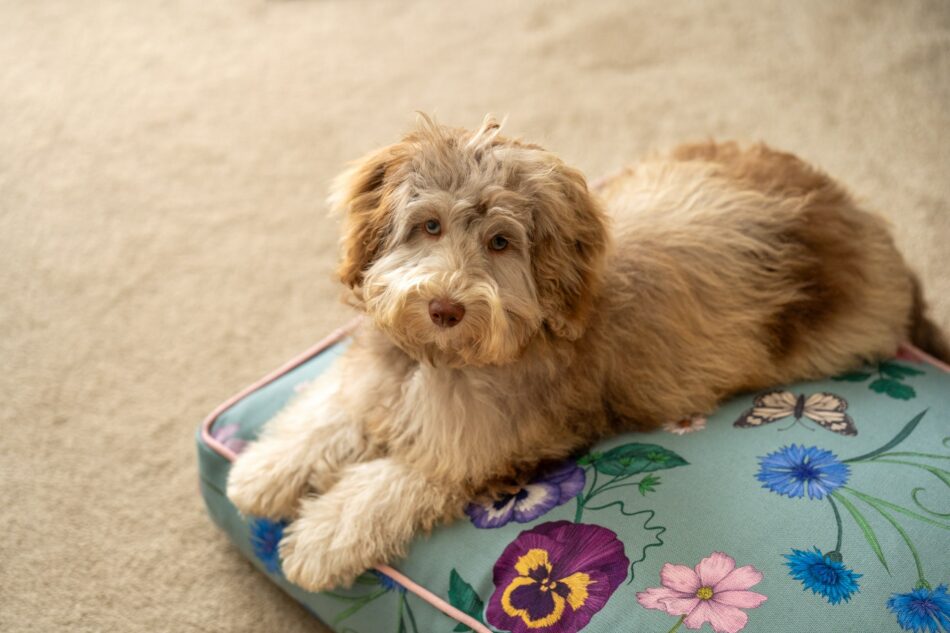Brown dog lying on the Omlet Cushion dog bed in Gardenia Sage
