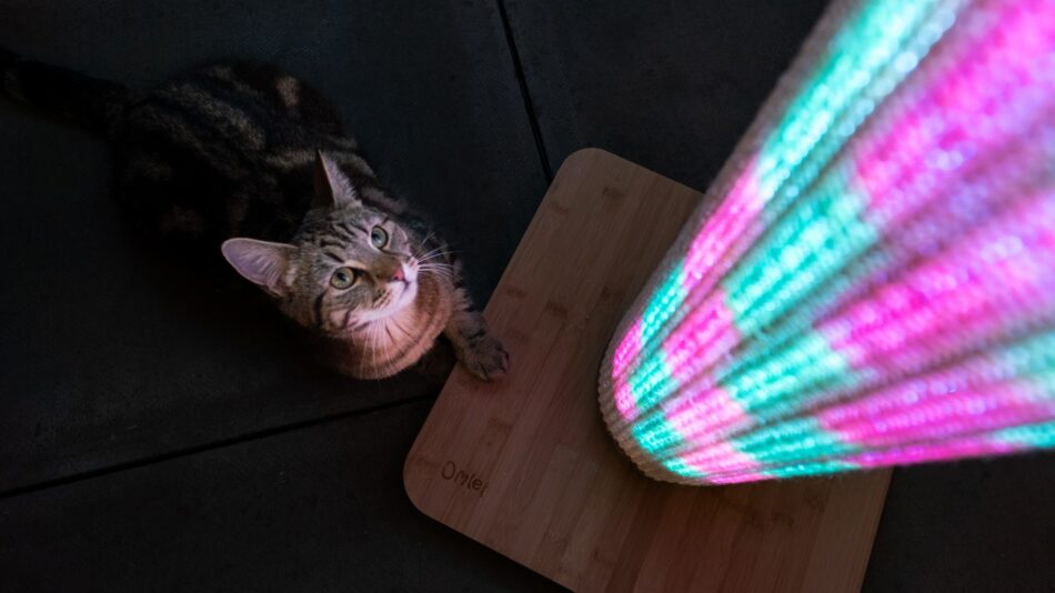 Cat looking up at pink and blue lights on the Switch Cat Scratcher
