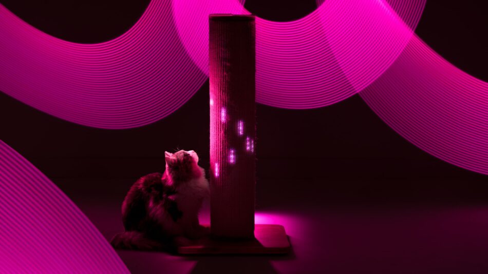 Cat surrounded by light from the Switch Cat Scratcher