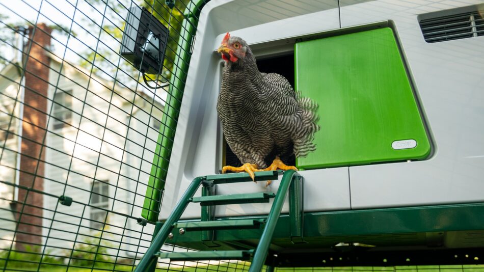 Chicken walking down the ladder of the Omlet Eglu Cube Chicken Coop