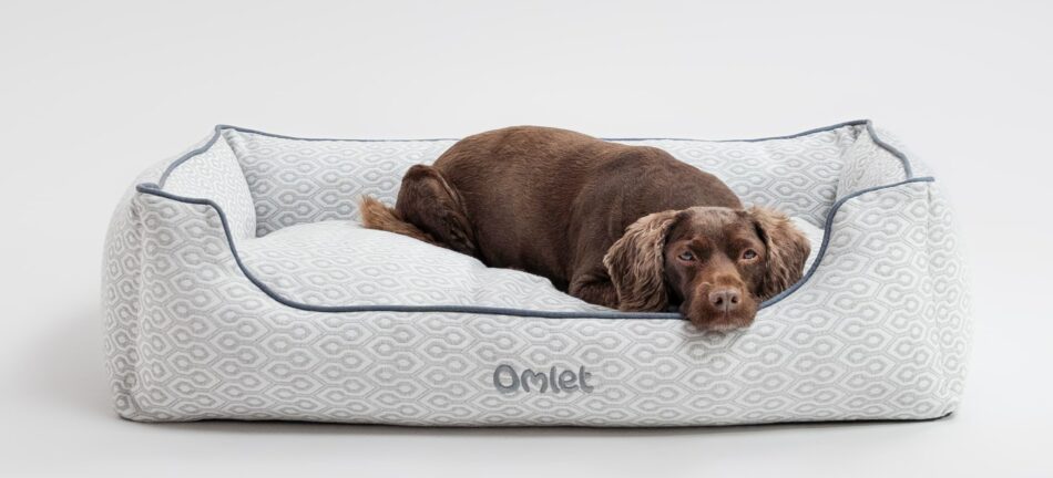 Cocker Spaniel on Omlet Nest Dog Bed in Honeycomb Slate