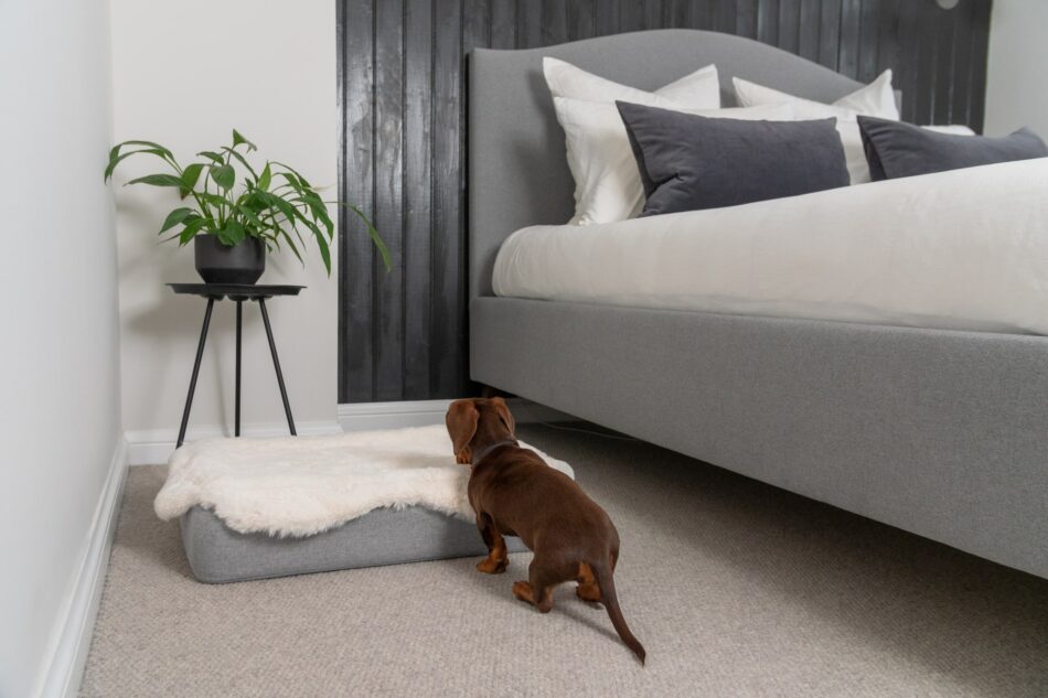 Dachshund moving on to their Sheepskin topper on the Omlet Topology dog bed in a bedroom