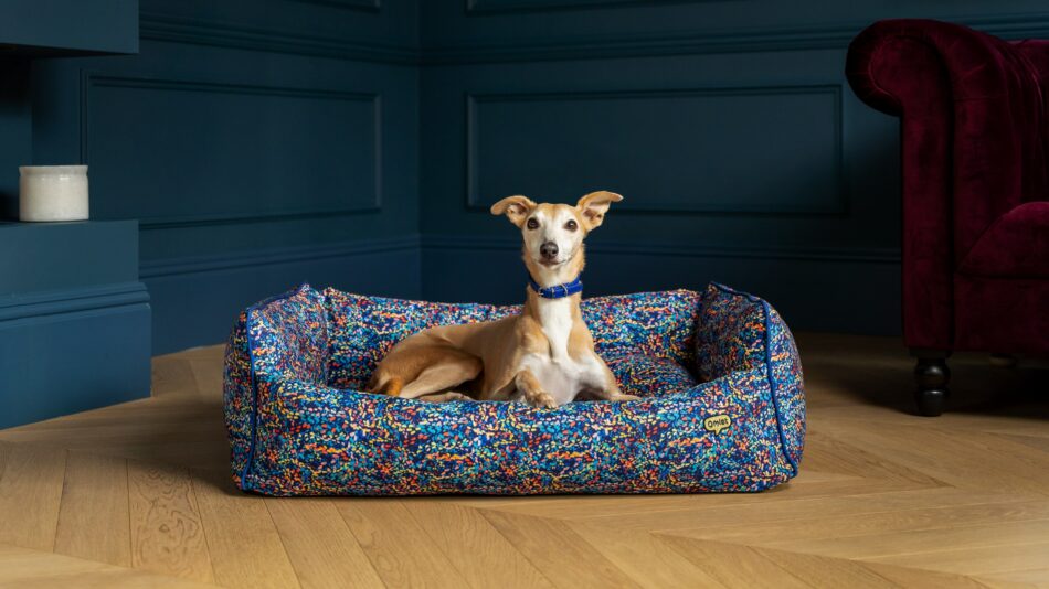 Dog on the Omlet Nest Dog Bed in Patterpaws