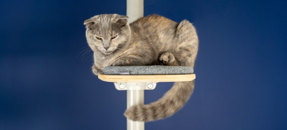 Grijze kat opgerold op de Freestyle Klimboom van Omlet 