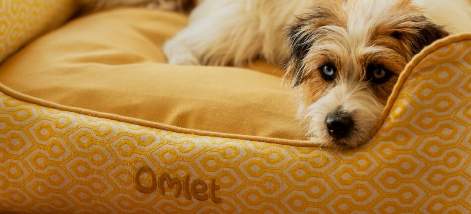 En Jack Rusell terrier vilar på Omlets krypinsäng med Honeycomb Pollen-mönster