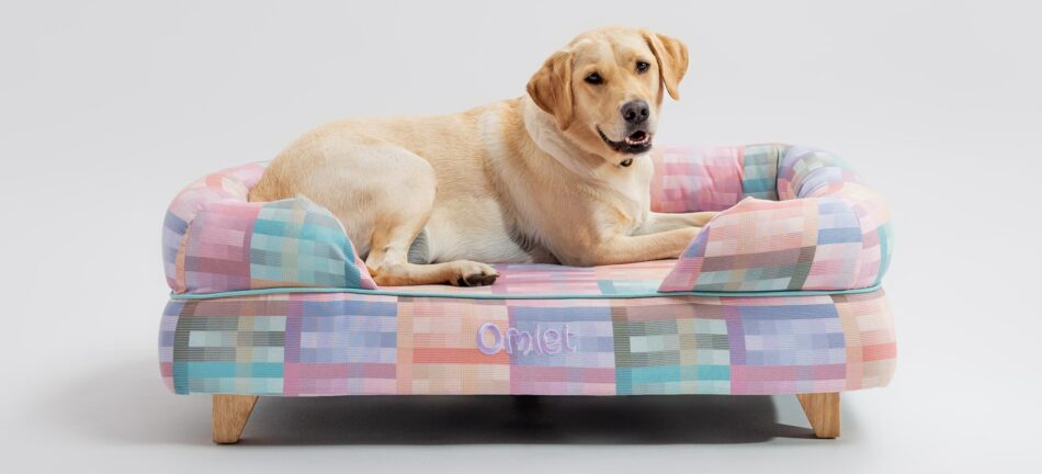 Labrador on the Omlet Bolster dog in Prism Kaleidoscope 