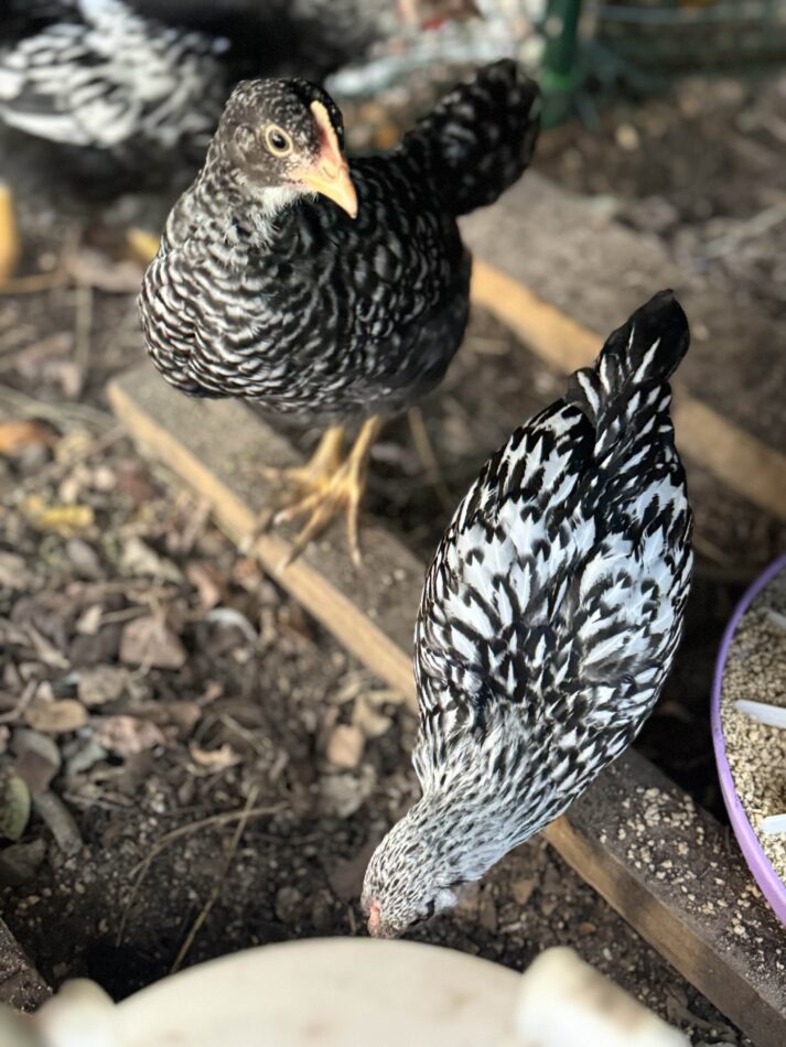 Opdræt af kyllinger om efteråret - to kyllinger i teenagestadiet