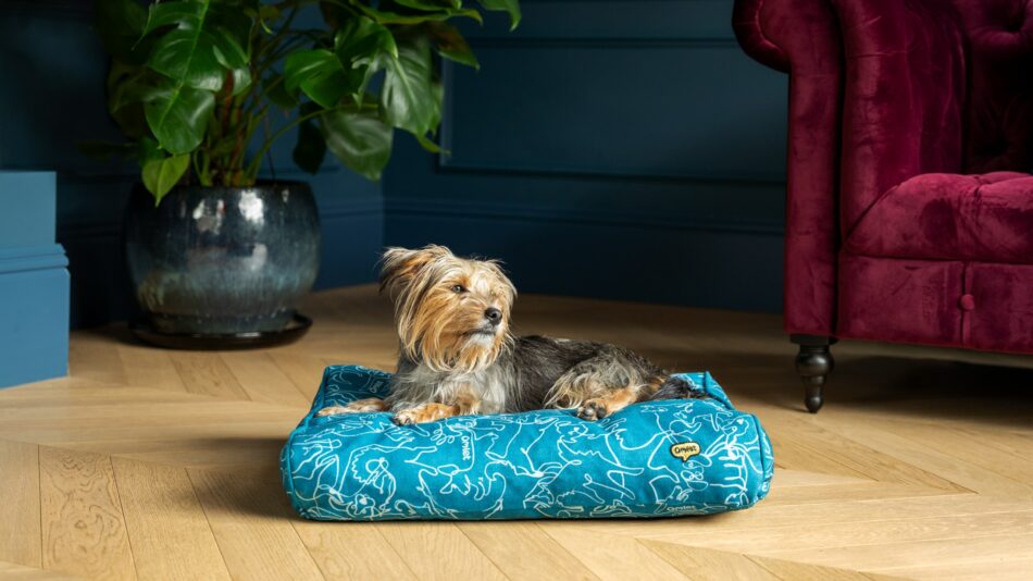 Yorkshire terrier on the Omlet Cushion Dog Bed in Doodle Dog