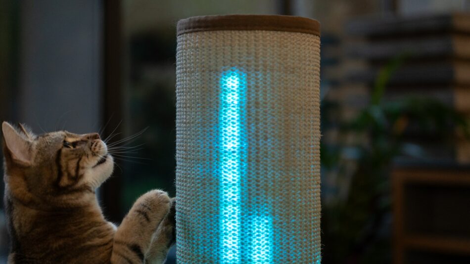 Cat looking at the Switch Scratching Post with blue lights