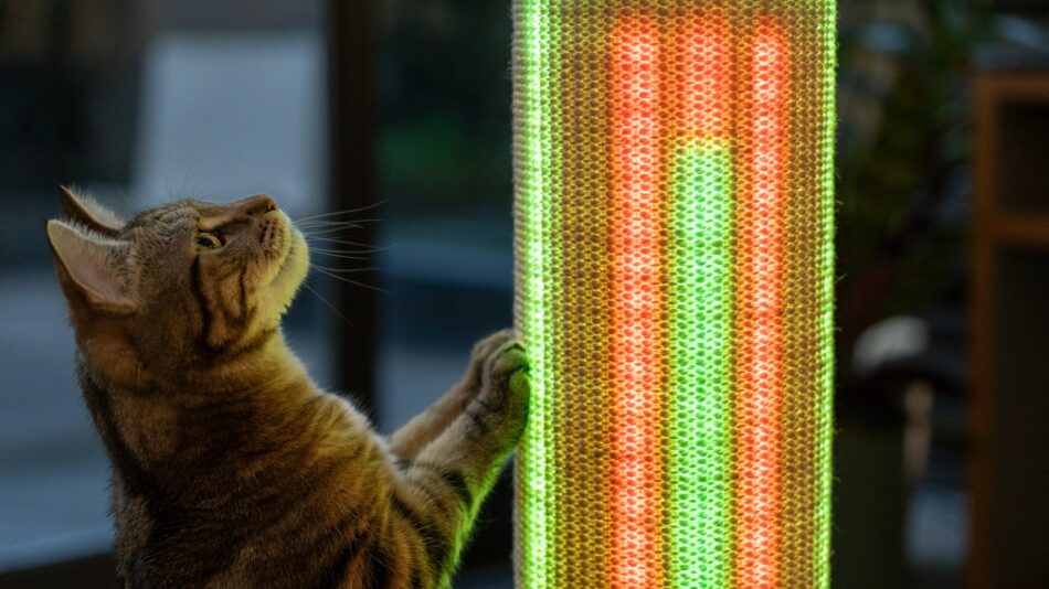 Cat looking at the bright lights on the Switch Cat Scratcher