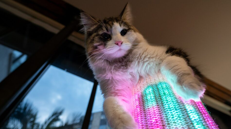 Cat on top of the Switch Cat Scratcher