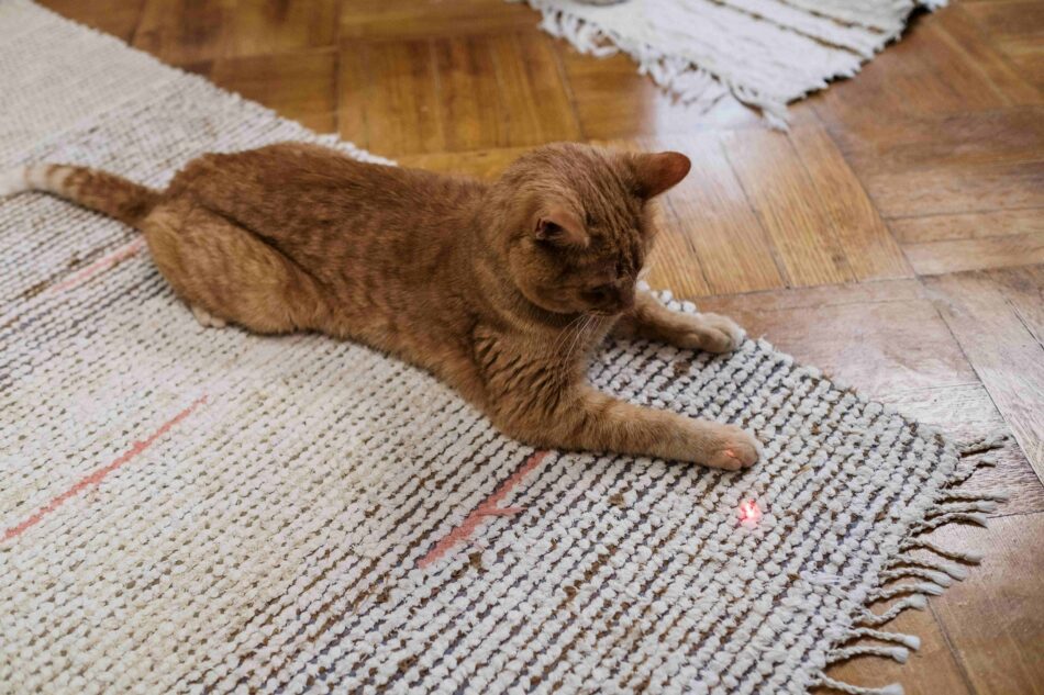 Cat playing with laser pointer on the floor
