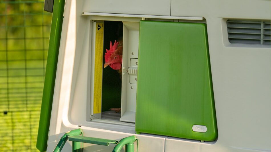 Chicken peeking through the Omlet Autodoor in the Omlet Eglu Cube Chicken Coop