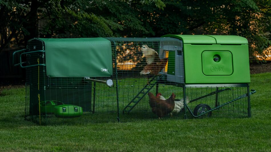 Chickens safe in their Omlet Eglu Cube Chicken Coop as night time arrives