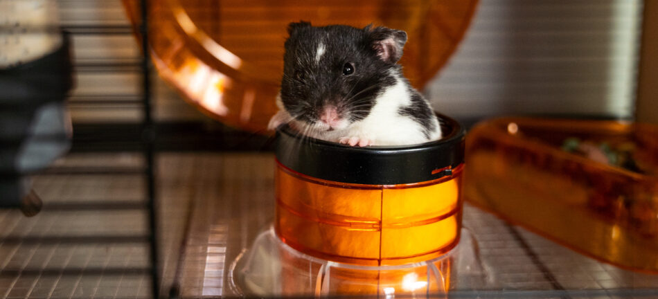 Unleash the Secrets: Understanding Hamster Breeds And Their Characteristics