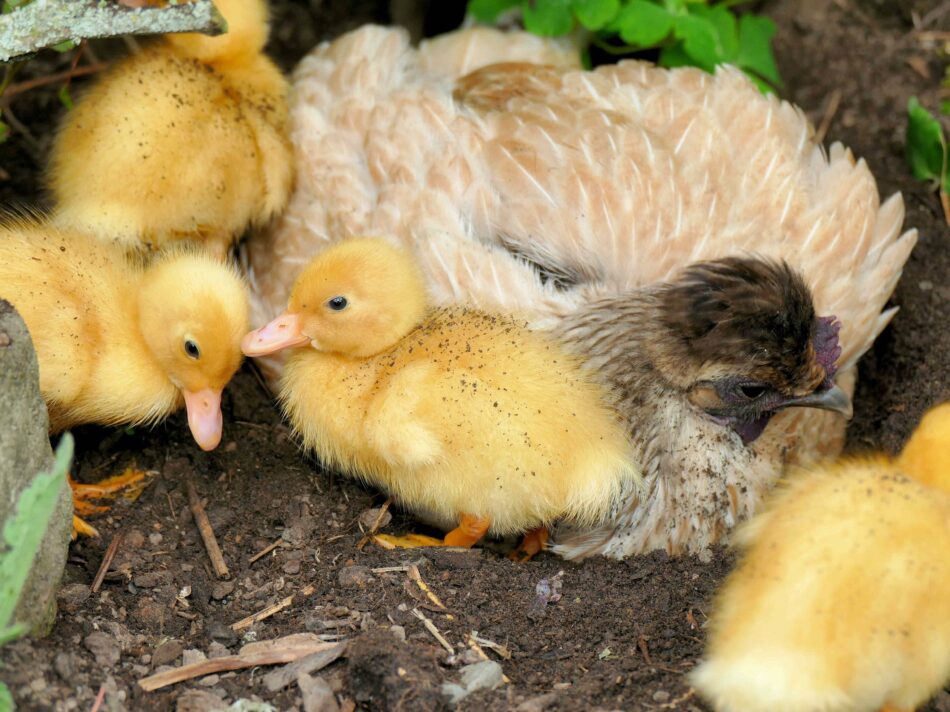 Hen with ducklings