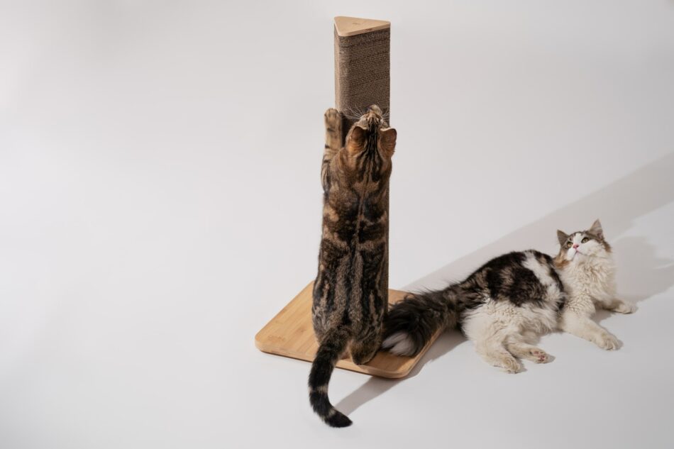 Two cats and the Stak Cat Scratcher