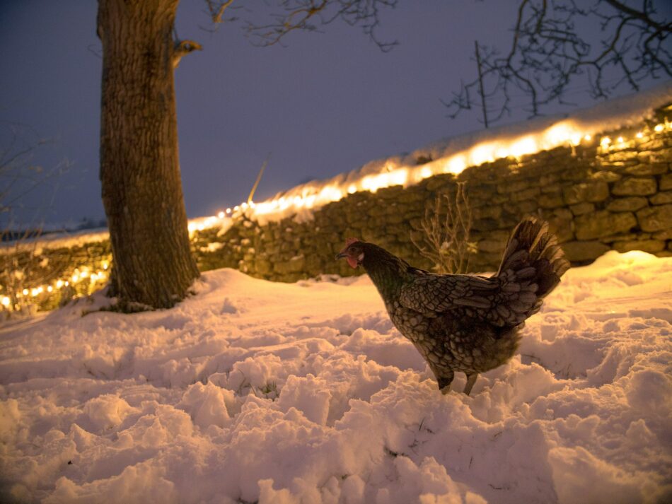 Chicken outside in the snow with fairy lights
