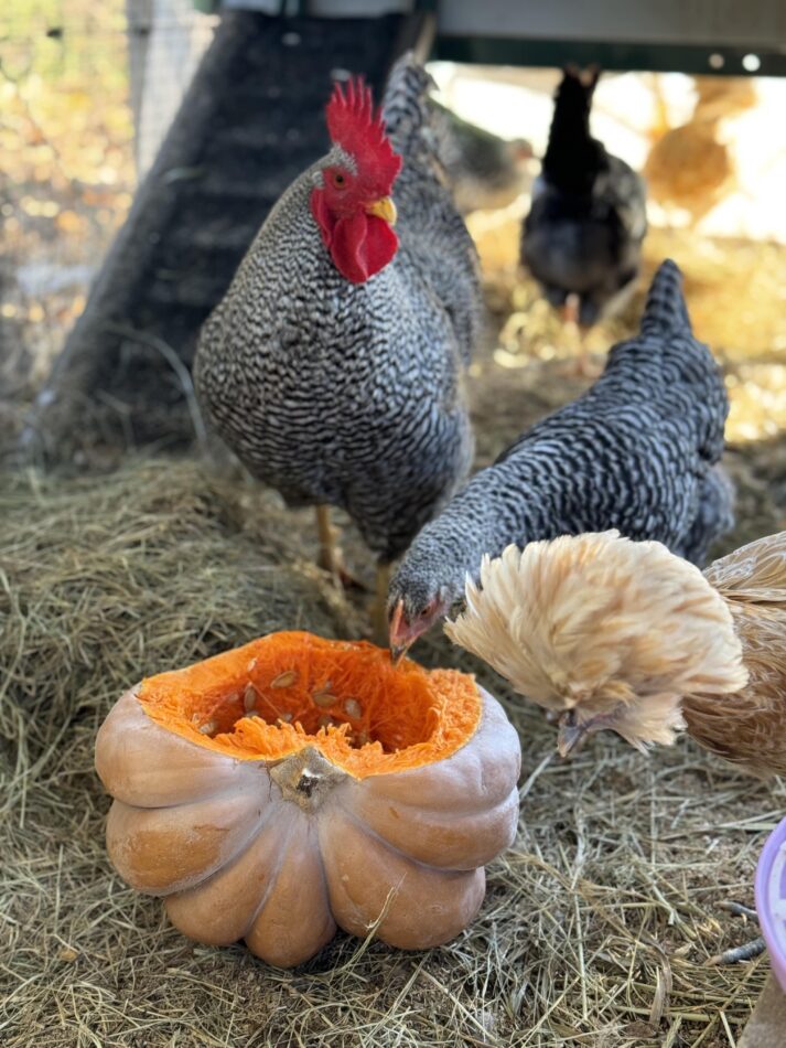 Chicken pecking away at some pumpkin