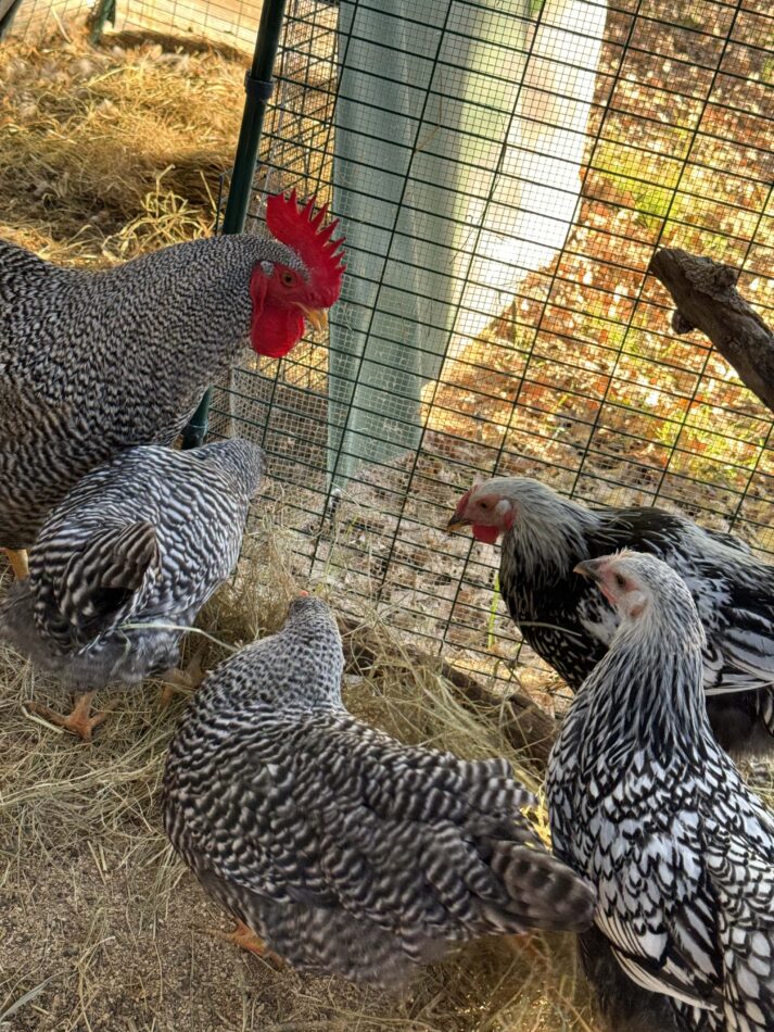 Grey chickens growing up on Alyssa's farm