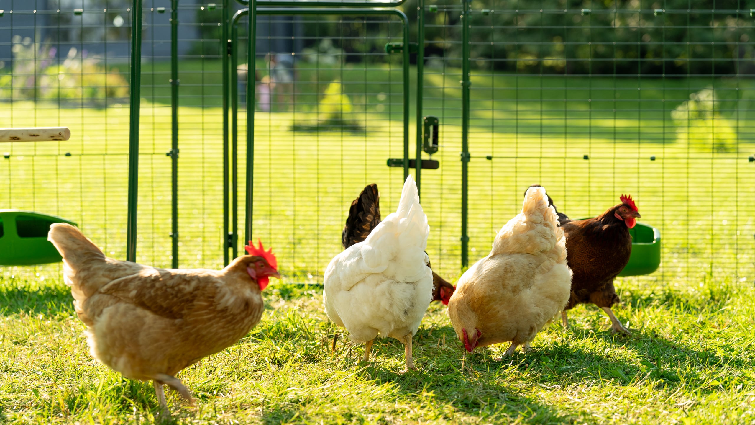 Can you keep chickens and ducks together? Omlet Blog US