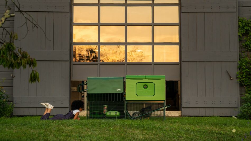 Woman watching her flock in the Omlet Eglu Cube Chicken Coop at dusk