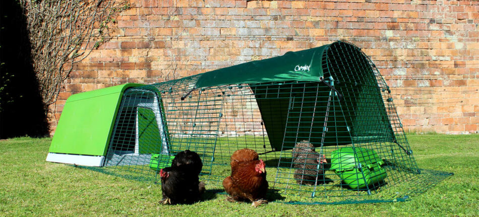 Alt om hønseracer - Bantams slentrer ud af Omlet Eglu Go dør til hønsehuset