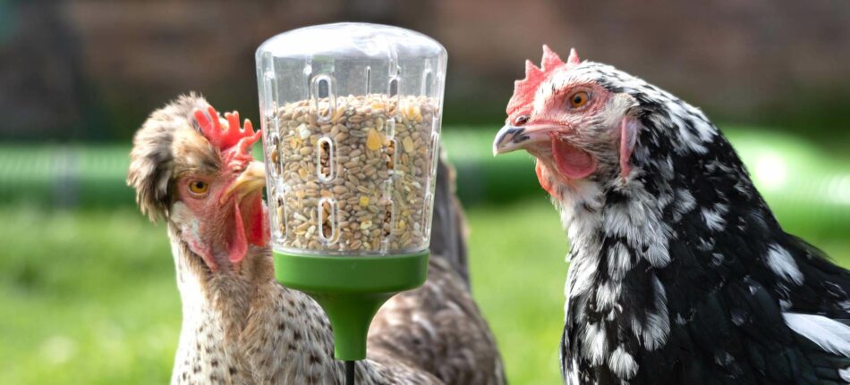 Alt om hønseracer - Høner, der spiser fra Omlet Peck Toy