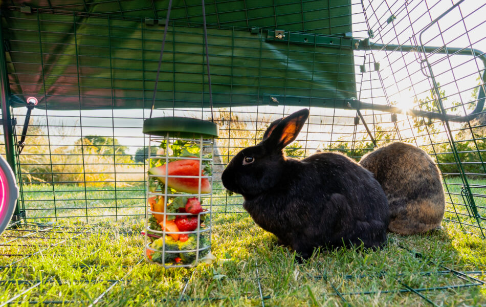 Kanin spiser frugt fra Omlet Caddi-godbidsdispenser