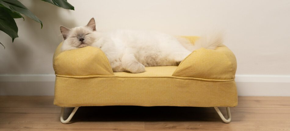 En Ragdoll-katt sover på Omlets gula bolsterbädd