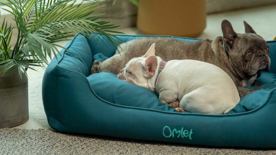 To hunde sover på en Omlet rede-seng