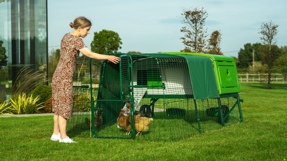 Woman letting chickens out of Omlet Eglu Pro