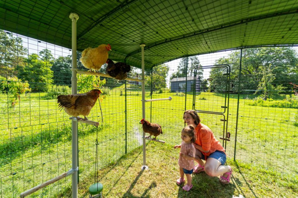 Ambassador Madison in the Walk In Run with her daughter and chickens