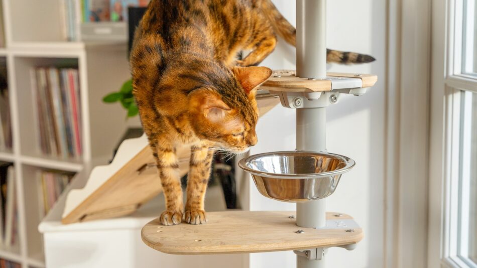 Cat climbing down the freestyle cat tree to bowl of food