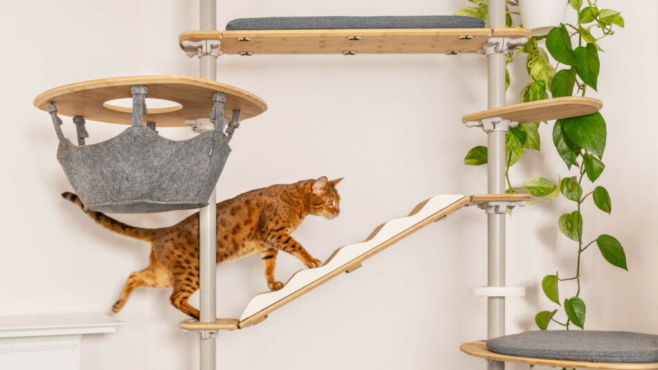 Cat climbing the Omlet Indoor Freestyle Cat Tree - how to prevent cat boredom