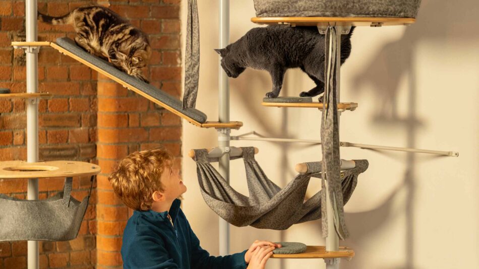 Cats playing on the Omlet Freestyle cat tree