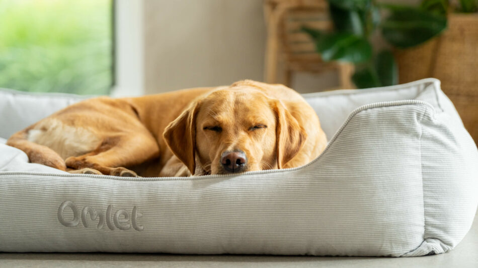 Hund sover på en Omlet rede-seng - hvad påvirker min hunds søvn?