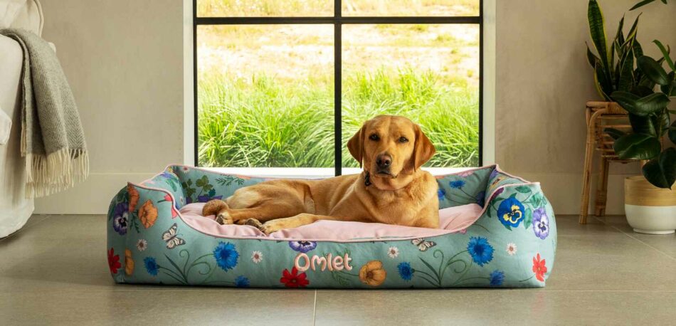 7 cose che non sapevate sul sonno dei cani - Labrador che dorme nella cuccia Nido di Omlet della collezione Gardenia